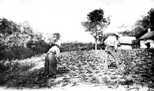 planteurs de tabac